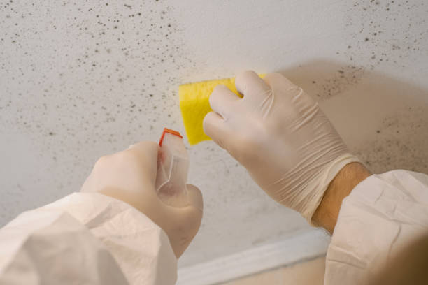 Dehumidification Services in Lathrop, MO